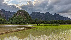 Archivo:Green paddy fields and karst mountains at sunset with clouds in Vang Vieng Laos