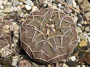 Archivo:Gymnocalycium stellatum 1