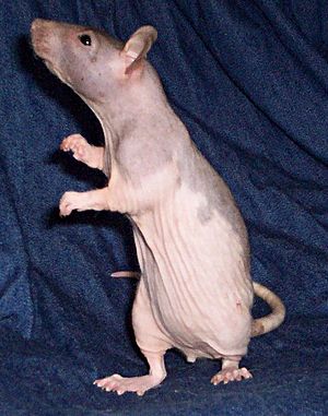 Archivo:Hairless rat Lhassa