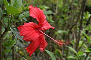 Archivo:Hibiscus rosa-sinensis Réunion