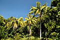 Howea forsteriana Lord Howe Island