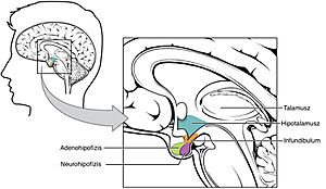 Archivo:Hypothalamus-Pituitary