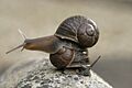 Jeremy the left-coiling snail on top of a right-coiling snail, Theresa