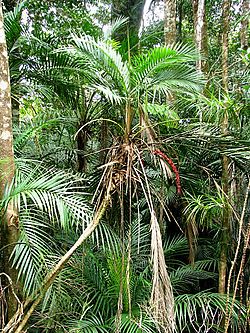 Laccospadix australasica in the Herberton Range.jpg