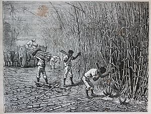 Archivo:Les merveilles de l'industrie, 1873 "Récolte de la canne à sucre dans l'ile de Cuba". (4726503013)