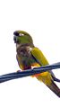Loro barran 06-11-2022 19-48-56