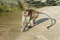 Macaca fascicularis Ao Nang 1