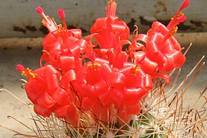 Archivo:Mammillaria poselgeri pm1