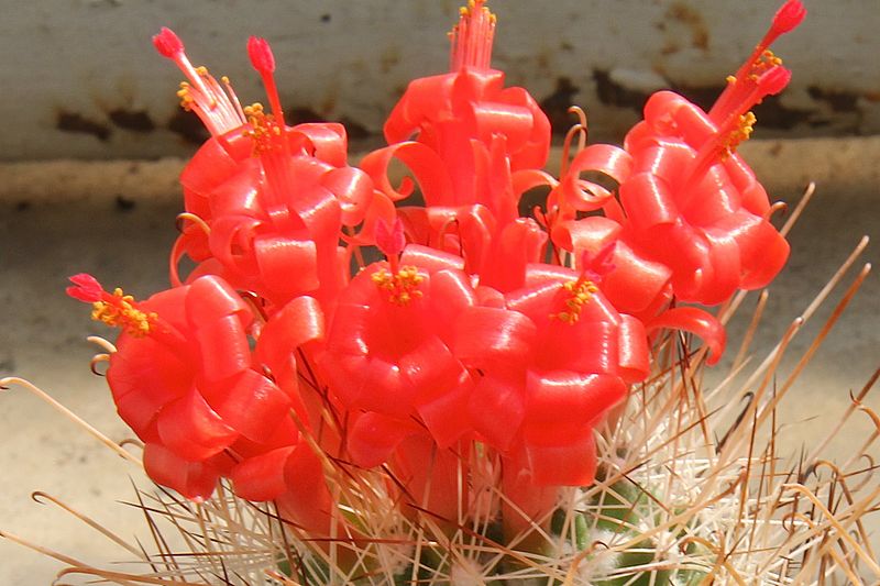 Mammillaria poselgeri pm1