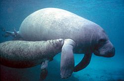 Archivo:Manatee with calf.PD - colour corrected