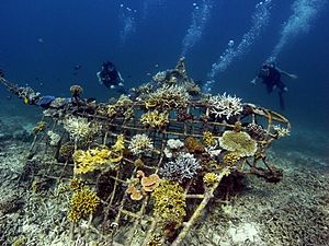 Archivo:Manta ray Biorock reef