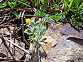 Medicago truncatula Habitus 2010-3-29 DehesaBoyalPuertollano
