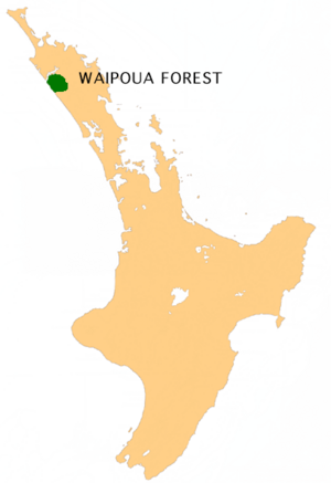 Archivo:NZ-Waipoua F