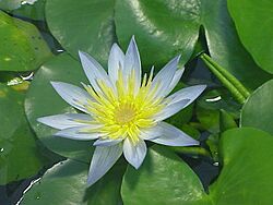 Archivo:Nymphaea sp. 1