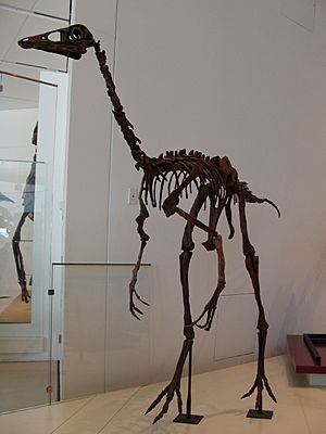 Archivo:OrnithomimusROM
