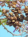 P.tomentosa-seed-pods-1