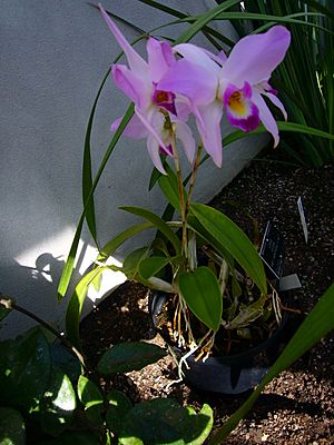 Archivo:P1130564 Laelia anceps var. veitchiana (Orchidaceae)