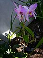 P1130564 Laelia anceps var. veitchiana (Orchidaceae)