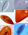 Parasite140015-fig2 Protoopalina pingi (Opalinidae) Microscopy