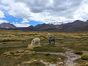 Archivo:Parque Nacional Sajama, 2023 08
