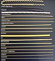 Pasta 2006 1