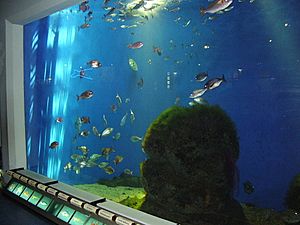 Archivo:Peces en el Aquarium Finisterrae