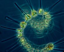 Phytoplankton - the foundation of the oceanic food chain