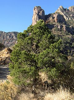 Archivo:Pinus cembroides Big Bend Nat Park