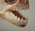 Piranha jaws