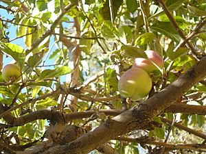 Archivo:Prunus persica Durazno