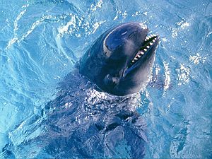 Archivo:Pseudoorca Crassidens - False Killer Whale