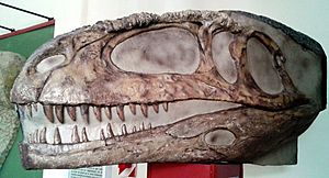 Archivo:Reconstrucción elenco del Cráneo del Mapusaurus roseae