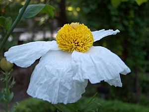 Archivo:Romneya coulteri ABL