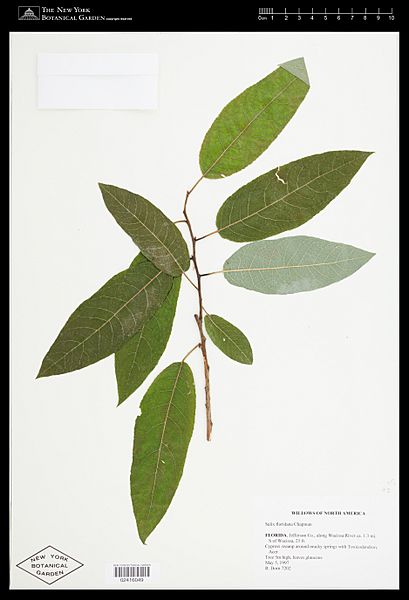Salix floridana