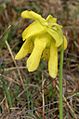 Sarracenia flavaPCCA20060423-3391B