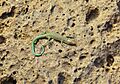 Scelarcis perspicillata 82221991