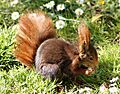 Sciurus vulgaris (Madrid, Spain) 06