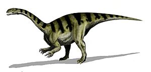 Archivo:Sellosaurus