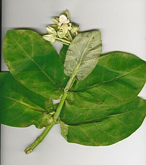 Archivo:Starr 050516-9002 Calotropis gigantea