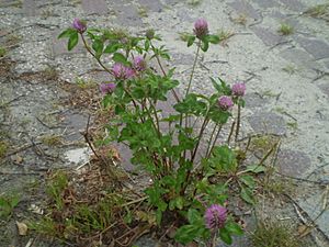 Archivo:Trifolium pratense 0.5 R