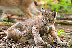 Archivo:Two lynxes playing