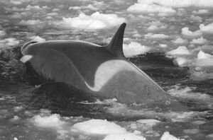 Archivo:TypeC orca cape