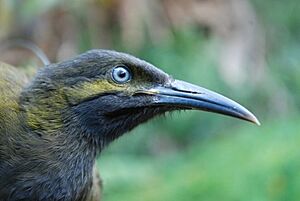 Archivo:USFWS Gymnomyza samoensis R. Stirnemann (21868973260)