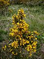 Ulex europaeus in Bretagne