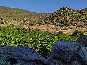 Archivo:Viñedo de garnacha tinta en el municipio de El Barraco