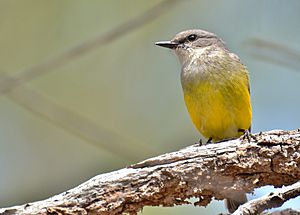 Archivo:Western Yellow Robin