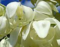 Yucca whipplei flower