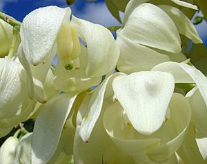 Archivo:Yucca whipplei flower