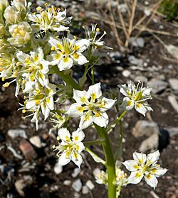 Zigadenus paniculatus 4.jpg
