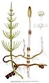 515 Equisetum arvense